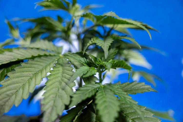 Karen Kush Auto I - Zamnesia x B&B. Week 2 - Karen Kush Automatic - Fimming - Week 2/3