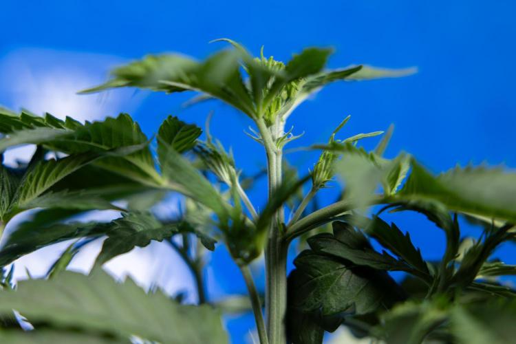 Karen Kush Auto I - Zamnesia x B&B. Week 2 - Karen Kush Automatic - Fimming - Week 2/3