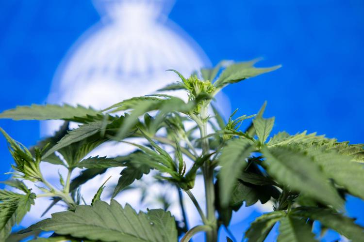 Karen Kush Auto I - Zamnesia x B&B. Week 2 - Karen Kush Automatic - Fimming - Week 2/3