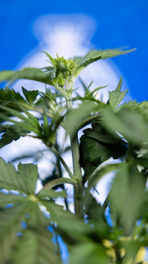 Karen Kush Auto I - Zamnesia x B&B. Week 2 - Karen Kush Automatic - Fimming - Week 2/3