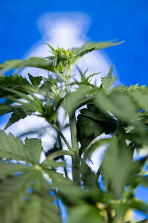 Karen Kush Auto I - Zamnesia x B&B. Week 2 - Karen Kush Automatic - Fimming - Week 2/3