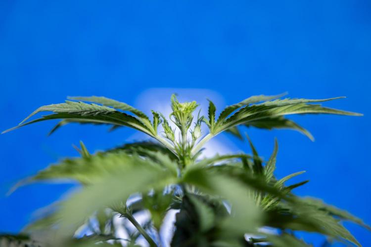 Karen Kush Auto I - Zamnesia x B&B. Week 2 - Karen Kush Automatic - Fimming - Week 2/3