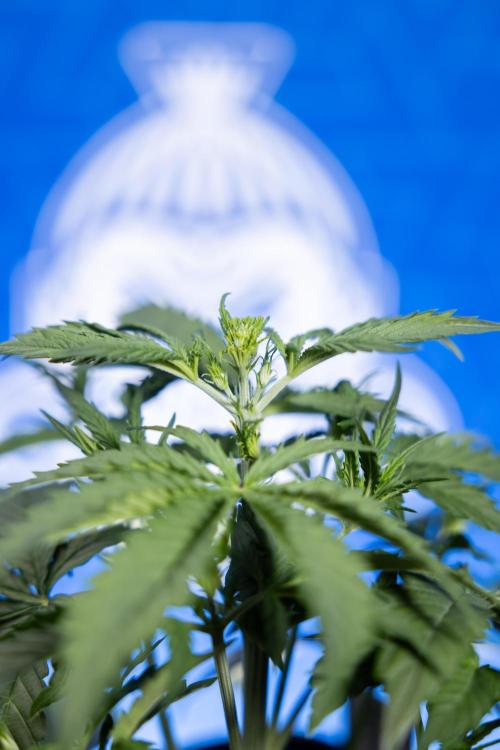 Karen Kush Auto I - Zamnesia x B&B. Week 2 - Karen Kush Automatic - Fimming - Week 2/3