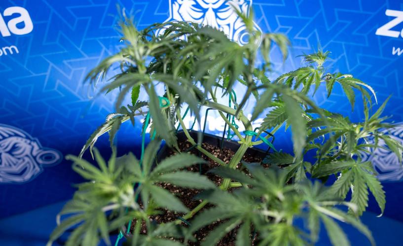 Karen Kush Auto II - Zamnesia x B&B. Week 3 - Karen Kush Automatic - Week 3/4