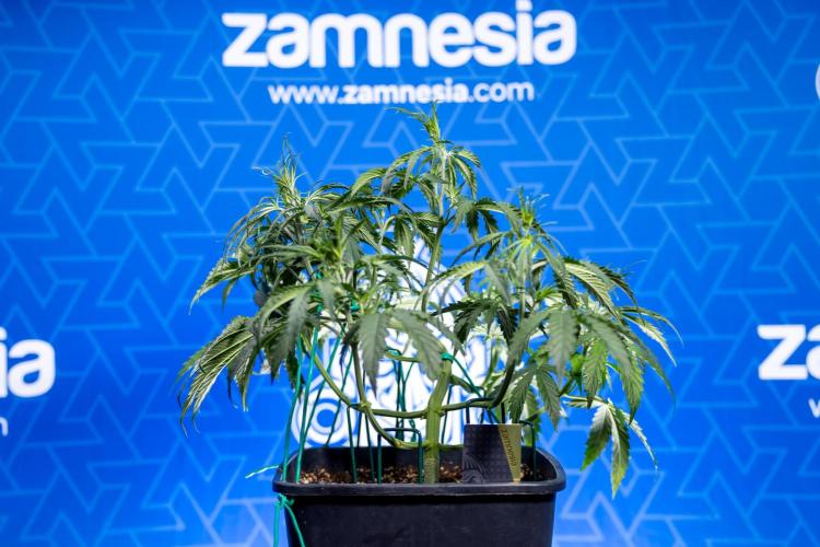 Karen Kush Auto II - Zamnesia x B&B. Week 3 - Karen Kush Automatic - Week 3/4