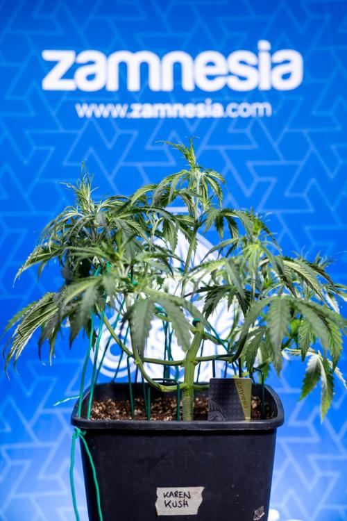 Karen Kush Auto II - Zamnesia x B&B. Week 3 - Karen Kush Automatic - Week 3/4