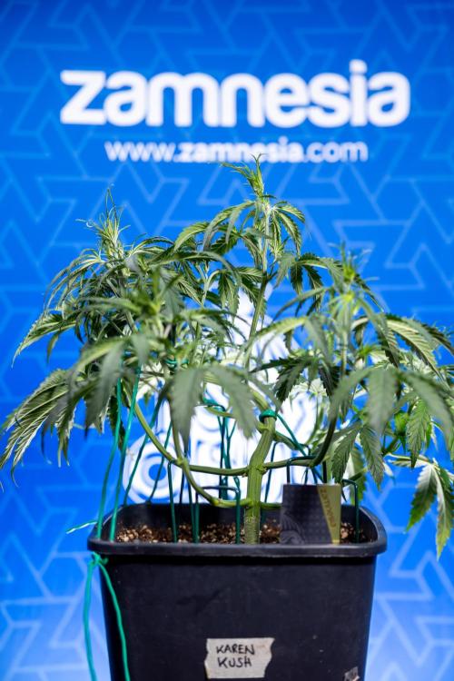 Karen Kush Auto II - Zamnesia x B&B. Week 3 - Karen Kush Automatic - Week 3/4