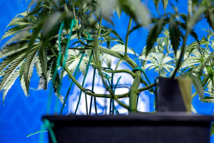 Karen Kush Auto II - Zamnesia x B&B. Week 3 - Karen Kush Automatic - Week 3/4