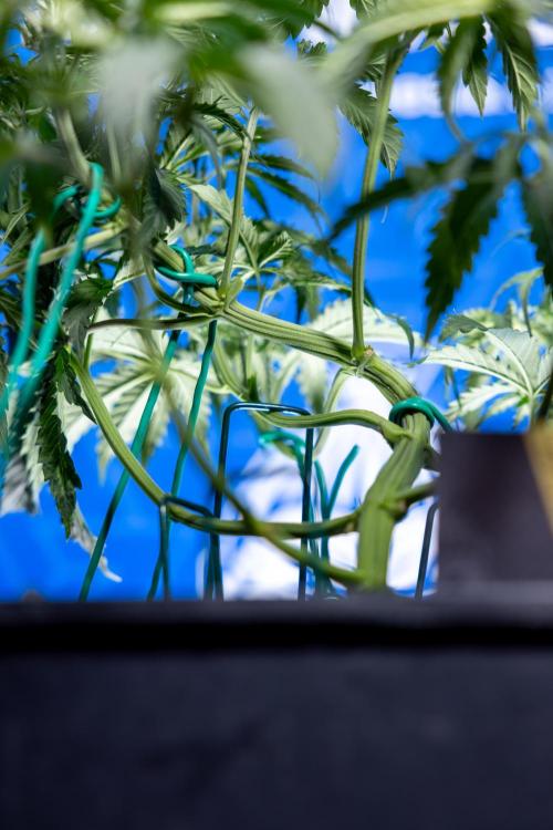 Karen Kush Auto II - Zamnesia x B&B. Week 3 - Karen Kush Automatic - Week 3/4