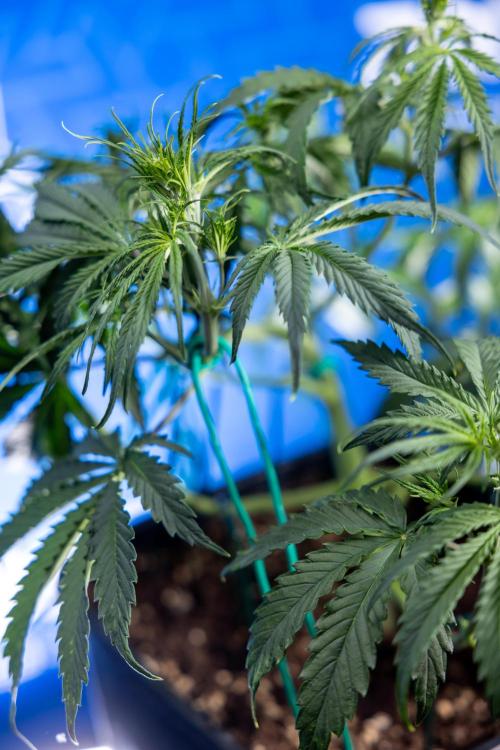 Karen Kush Auto II - Zamnesia x B&B. Week 3 - Karen Kush Automatic - Week 3/4