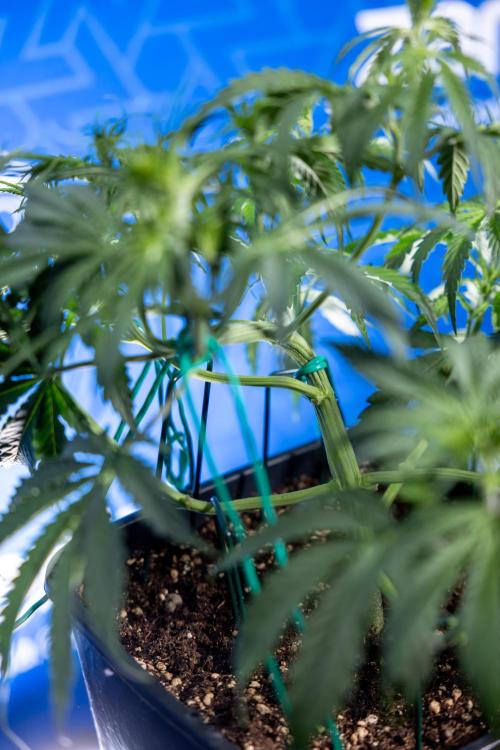 Karen Kush Auto II - Zamnesia x B&B. Week 3 - Karen Kush Automatic - Week 3/4