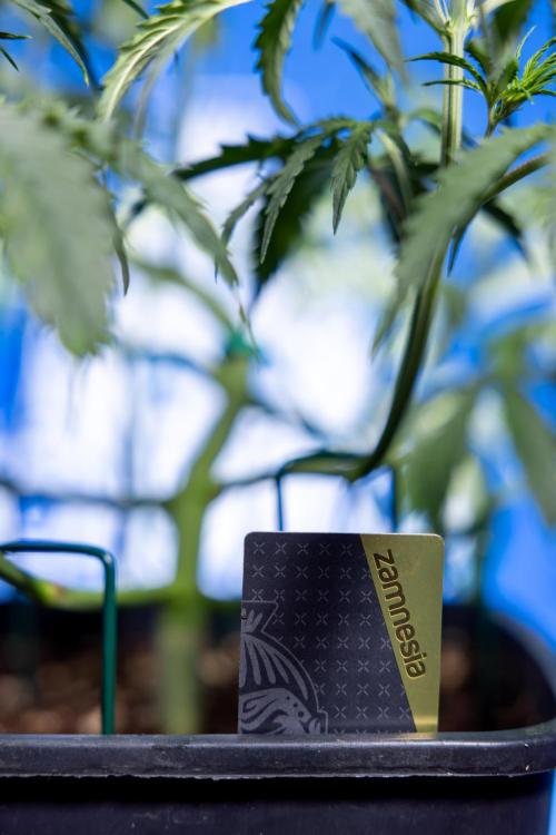 Karen Kush Auto II - Zamnesia x B&B. Week 3 - Karen Kush Automatic - Week 3/4