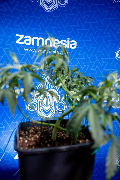 Karen Kush Auto II - Zamnesia x B&B. Week 3 - Karen Kush Automatic - Week 3/4