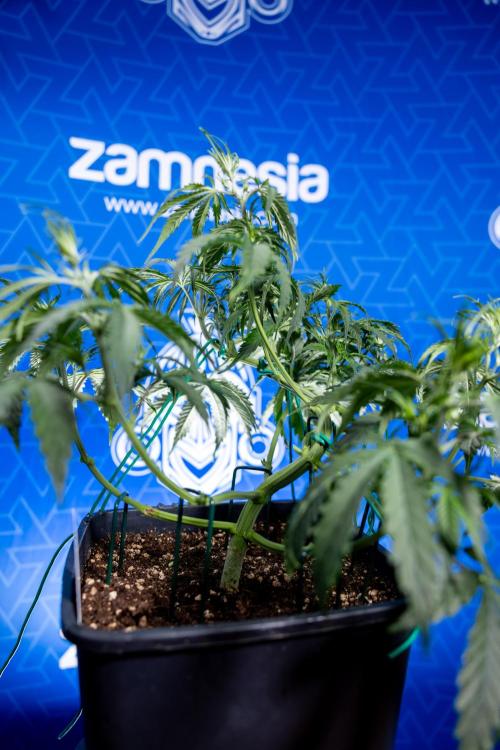 Karen Kush Auto II - Zamnesia x B&B. Week 3 - Karen Kush Automatic - Week 3/4