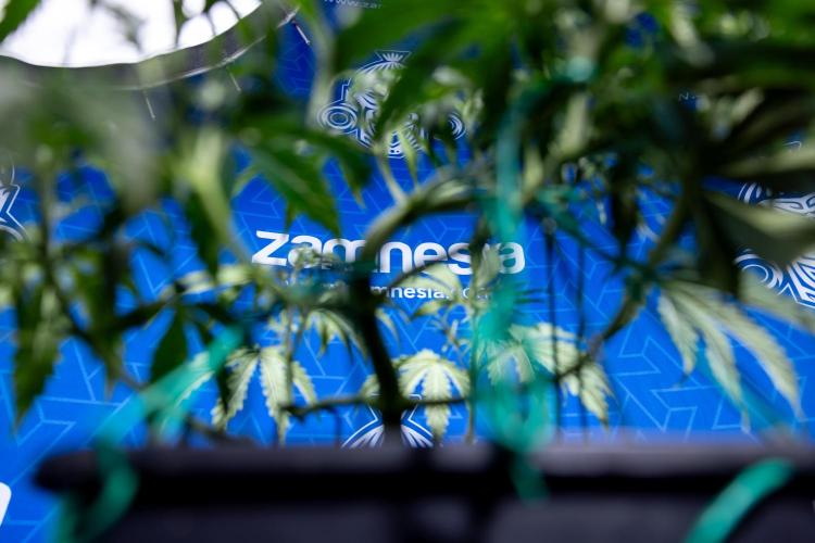 Karen Kush Auto II - Zamnesia x B&B. Week 3 - Karen Kush Automatic - Week 3/4