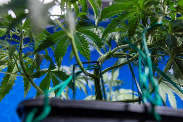 Karen Kush Auto II - Zamnesia x B&B. Week 3 - Karen Kush Automatic - Week 3/4