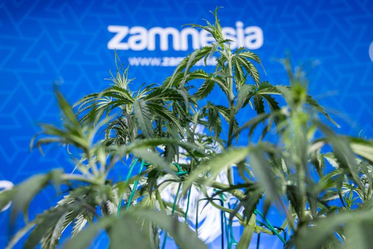 Karen Kush Auto II - Zamnesia x B&B. Week 3 - Karen Kush Automatic - Week 3/4