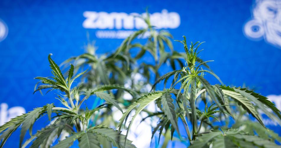 Karen Kush Auto II - Zamnesia x B&B. Week 3 - Karen Kush Automatic - Week 3/4