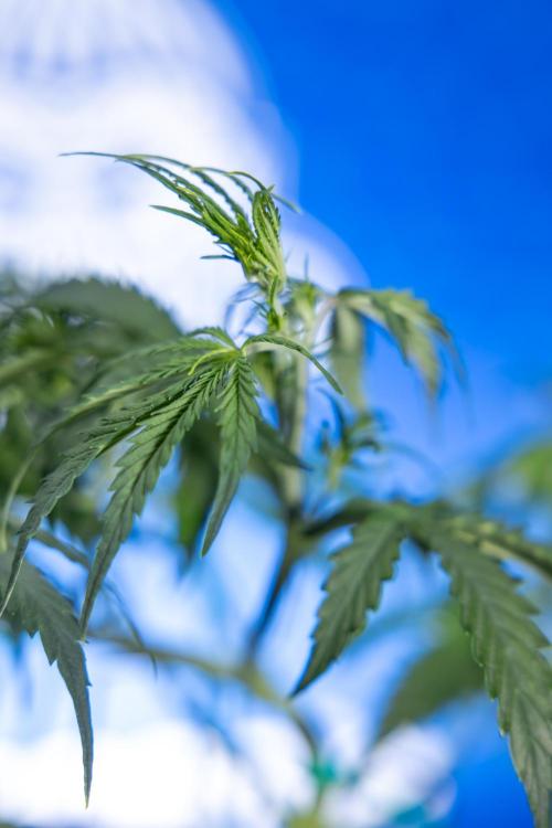 Karen Kush Auto II - Zamnesia x B&B. Week 3 - Karen Kush Automatic - Week 3/4