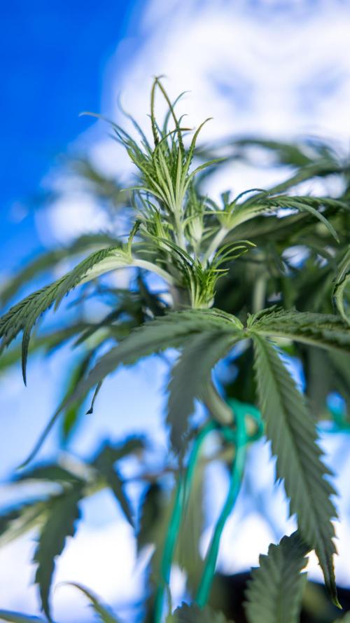 Karen Kush Auto II - Zamnesia x B&B. Week 3 - Karen Kush Automatic - Week 3/4