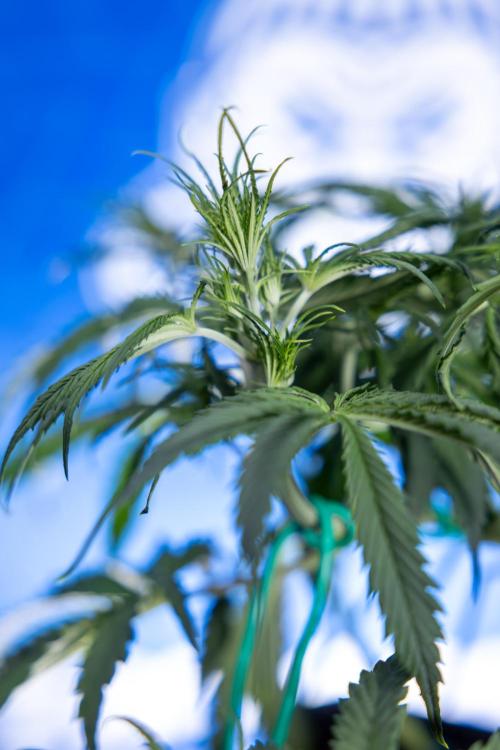 Karen Kush Auto II - Zamnesia x B&B. Week 3 - Karen Kush Automatic - Week 3/4