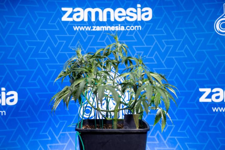 Karen Kush Auto II - Zamnesia x B&B. Week 3 - Karen Kush Automatic - Week 3/4