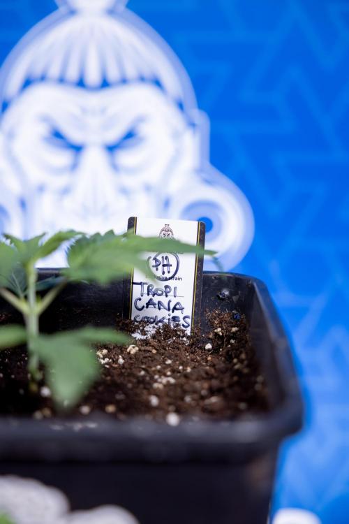 Tropicana Cookies 1 - Zamnesia x B&B. Week 1 - Tropicana COokies 1 - Veg - Week 1/2