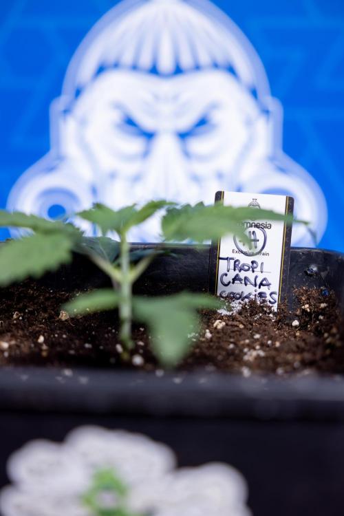 Tropicana Cookies 1 - Zamnesia x B&B. Week 1 - Tropicana COokies 1 - Veg - Week 1/2