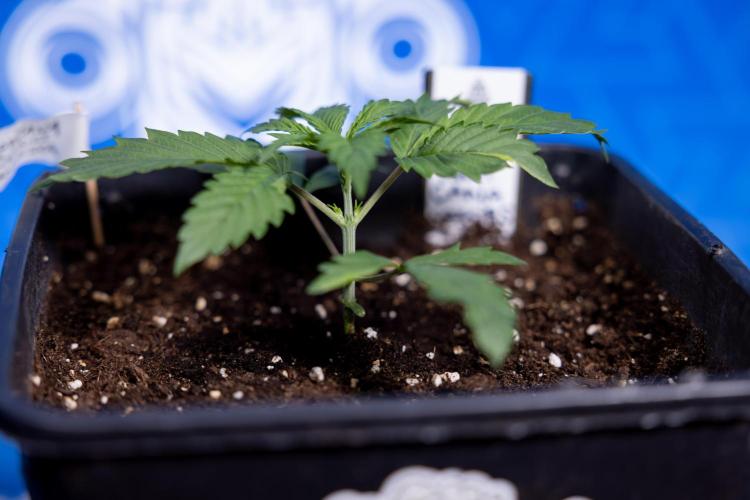 Tropicana Cookies 1 - Zamnesia x B&B. Week 1 - Tropicana COokies 1 - Veg - Week 1/2