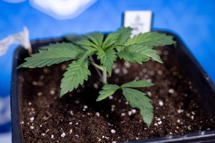 Tropicana Cookies 1 - Zamnesia x B&B. Week 1 - Tropicana COokies 1 - Veg - Week 1/2