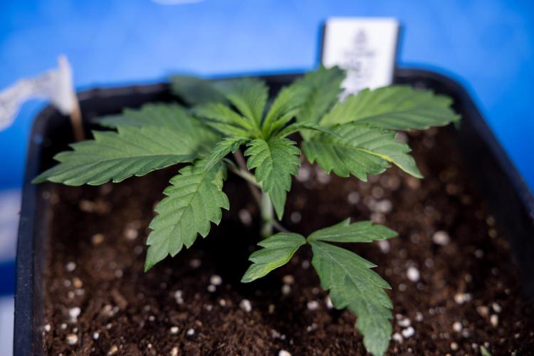 Tropicana Cookies 1 - Zamnesia x B&B. Week 1 - Tropicana COokies 1 - Veg - Week 1/2