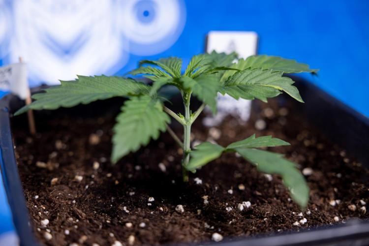 Tropicana Cookies 1 - Zamnesia x B&B. Week 1 - Tropicana COokies 1 - Veg - Week 1/2