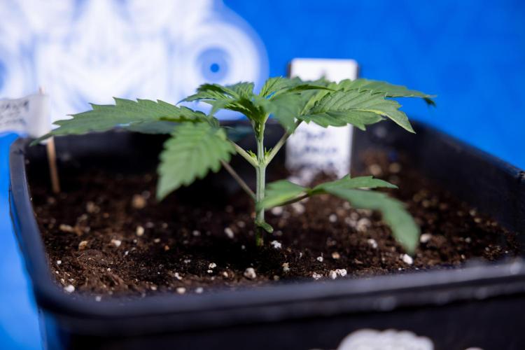 Tropicana Cookies 1 - Zamnesia x B&B. Week 1 - Tropicana COokies 1 - Veg - Week 1/2