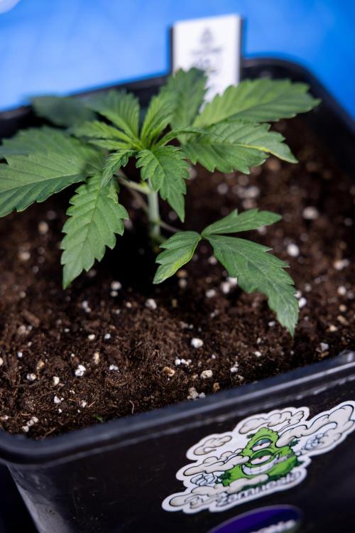 Tropicana Cookies 1 - Zamnesia x B&B. Week 1 - Tropicana COokies 1 - Veg - Week 1/2