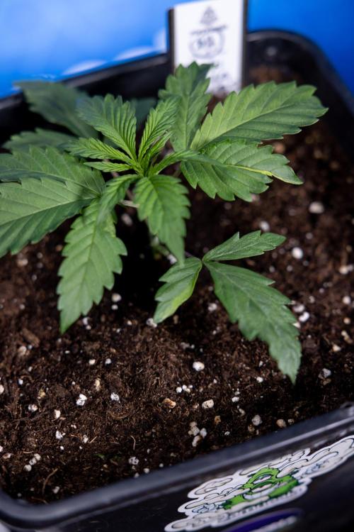 Tropicana Cookies 1 - Zamnesia x B&B. Week 1 - Tropicana COokies 1 - Veg - Week 1/2