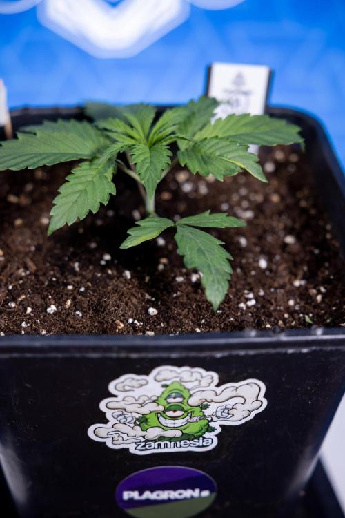 Tropicana Cookies 1 - Zamnesia x B&B. Week 1 - Tropicana COokies 1 - Veg - Week 1/2