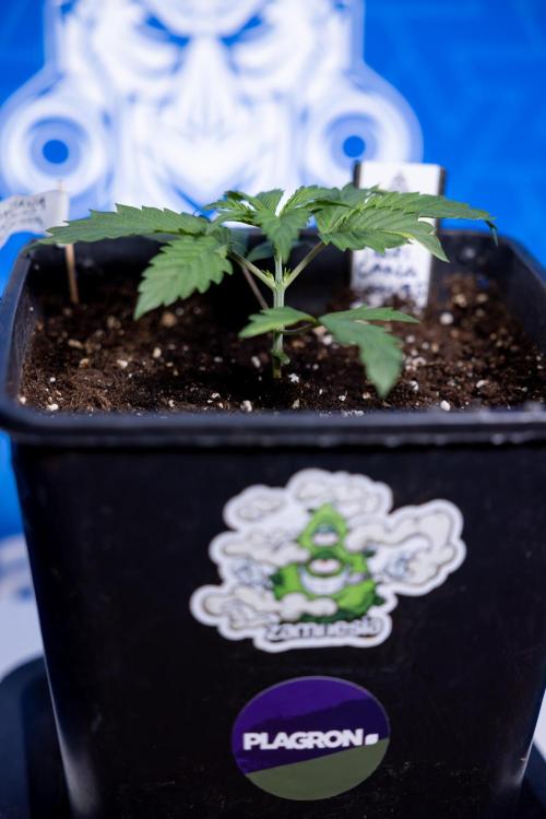 Tropicana Cookies 1 - Zamnesia x B&B. Week 1 - Tropicana COokies 1 - Veg - Week 1/2