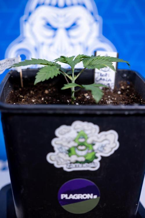 Tropicana Cookies 1 - Zamnesia x B&B. Week 1 - Tropicana COokies 1 - Veg - Week 1/2