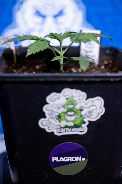 Tropicana Cookies 1 - Zamnesia x B&B. Week 1 - Tropicana COokies 1 - Veg - Week 1/2