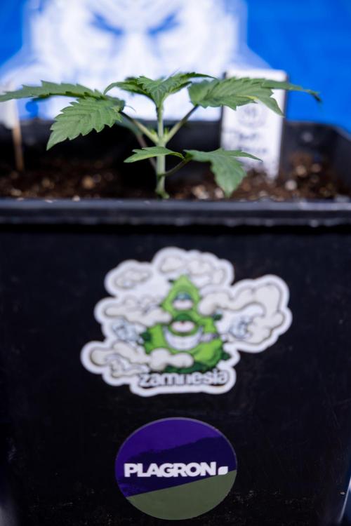 Tropicana Cookies 1 - Zamnesia x B&B. Week 1 - Tropicana COokies 1 - Veg - Week 1/2