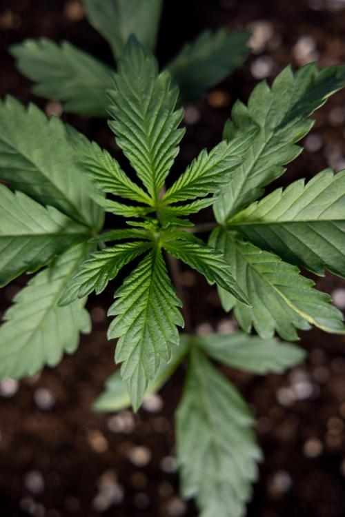 Tropicana Cookies 1 - Zamnesia x B&B. Week 1 - Tropicana COokies 1 - Veg - Week 1/2