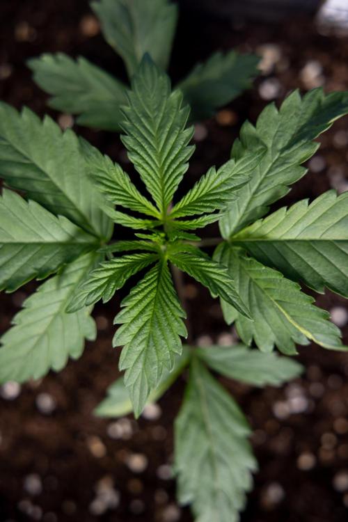 Tropicana Cookies 1 - Zamnesia x B&B. Week 1 - Tropicana COokies 1 - Veg - Week 1/2