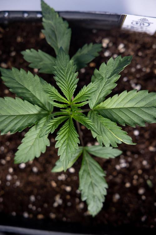 Tropicana Cookies 1 - Zamnesia x B&B. Week 1 - Tropicana COokies 1 - Veg - Week 1/2