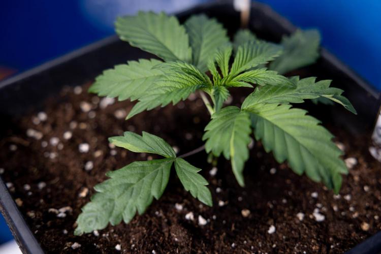 Tropicana Cookies 1 - Zamnesia x B&B. Week 1 - Tropicana COokies 1 - Veg - Week 1/2