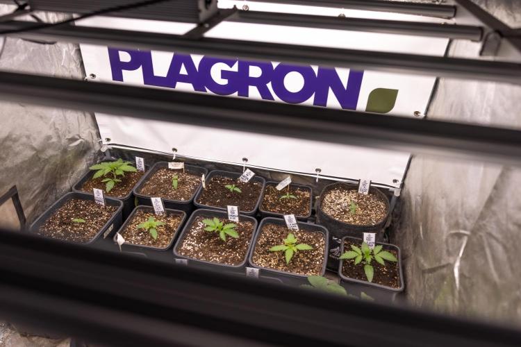 Tropicana Cookies 1 - Zamnesia x B&B. Week 1 - All Zamnesia x Plagron Crew