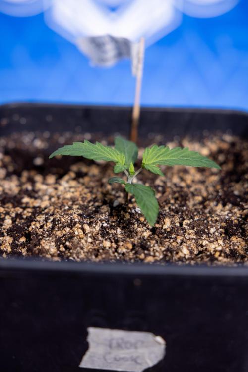 Tropicana Cookies 2 - Zamnesia x B&B. Week 1 - Tropicana Cookies 2 VEG - Week 1 - No Techniques
