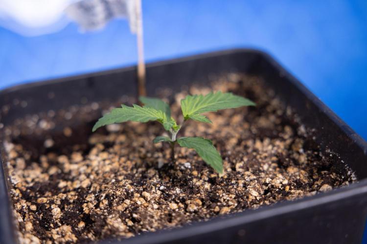 Tropicana Cookies 2 - Zamnesia x B&B. Week 1 - Tropicana Cookies 2 VEG - Week 1 - No Techniques