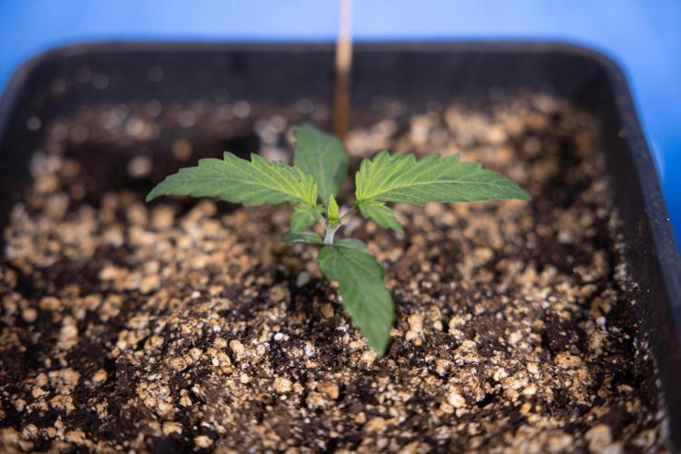 Tropicana Cookies 2 - Zamnesia x B&B. Week 1 - Tropicana Cookies 2 VEG - Week 1 - No Techniques