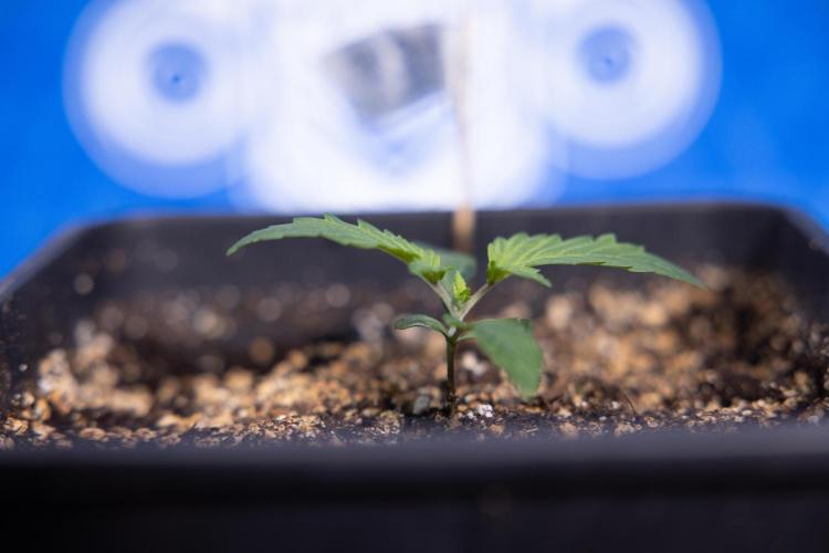 Tropicana Cookies 2 - Zamnesia x B&B. Week 1 - Tropicana Cookies 2 VEG - Week 1 - No Techniques