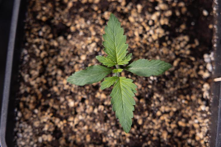 Tropicana Cookies 2 - Zamnesia x B&B. Week 1 - Tropicana Cookies 2 VEG - Week 1 - No Techniques